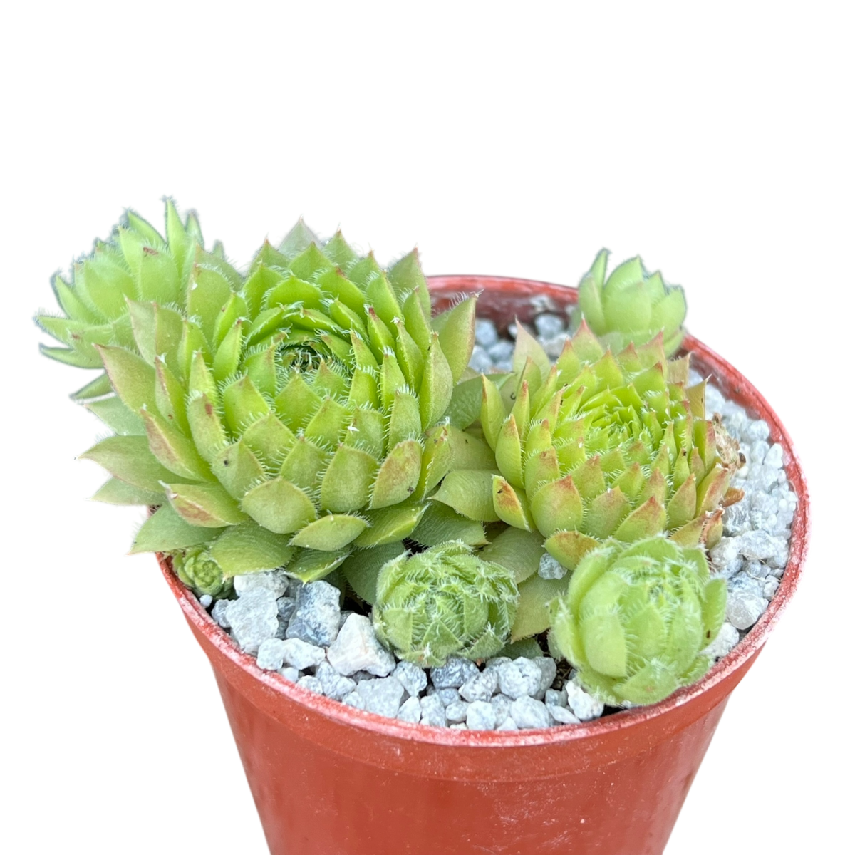 Sempervivum ingwersenii