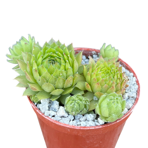 センペルビウム 'エッセンス オブ ライム' – Surreal Succulents