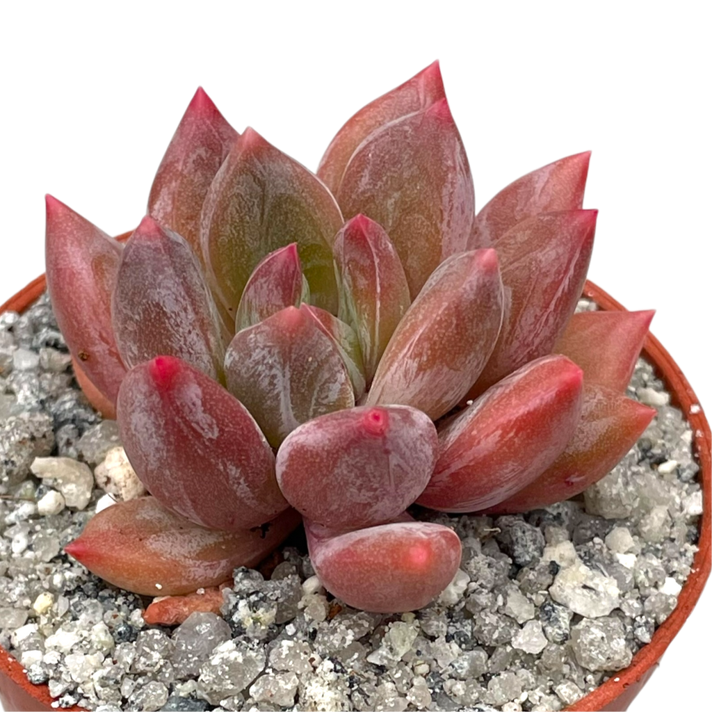 x Pachyveria 'Zooney'