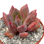 x Pachyveria 'Zooney'