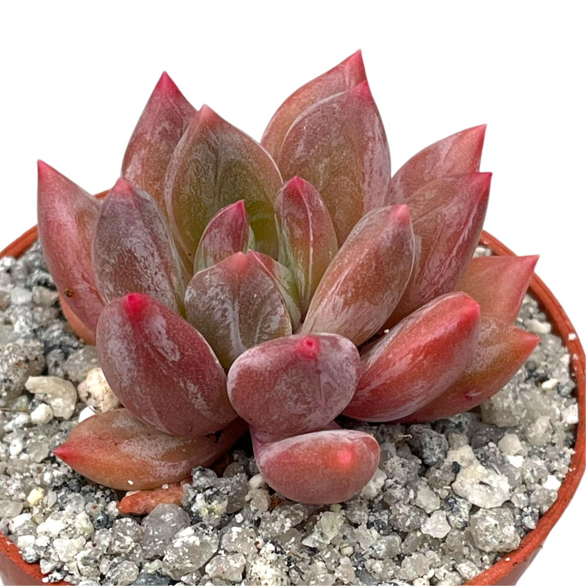 x Pachyveria 'Zooney'