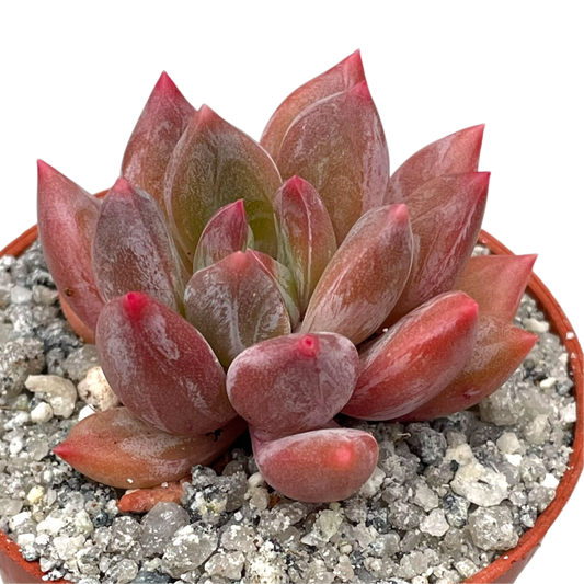 x Pachyveria 'Zooney'