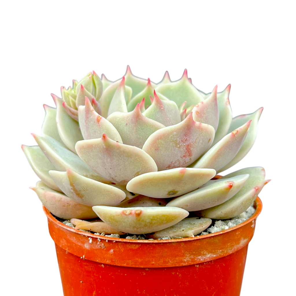 Echeveria 'Lola'