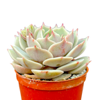 Echeveria 'Lola'