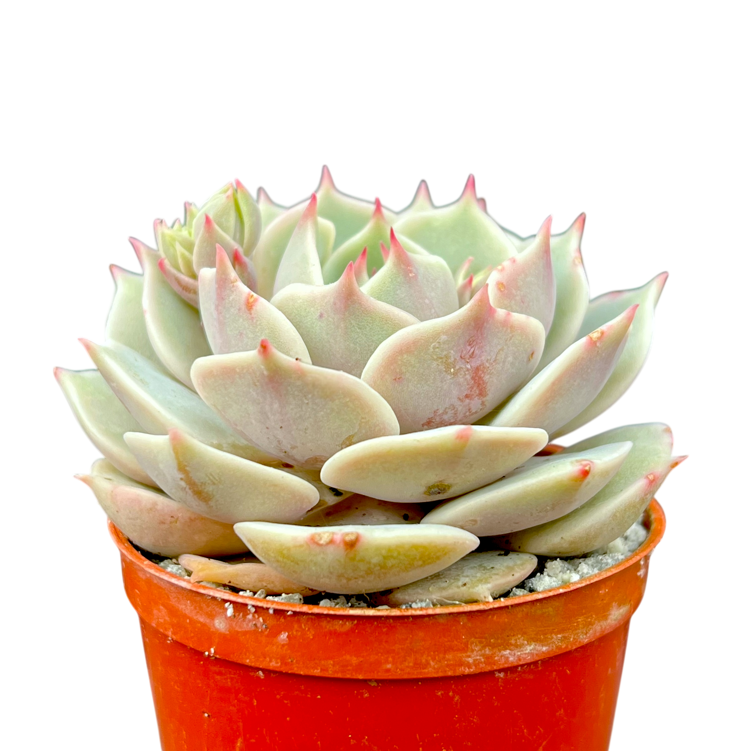 Echeveria 'Lola'