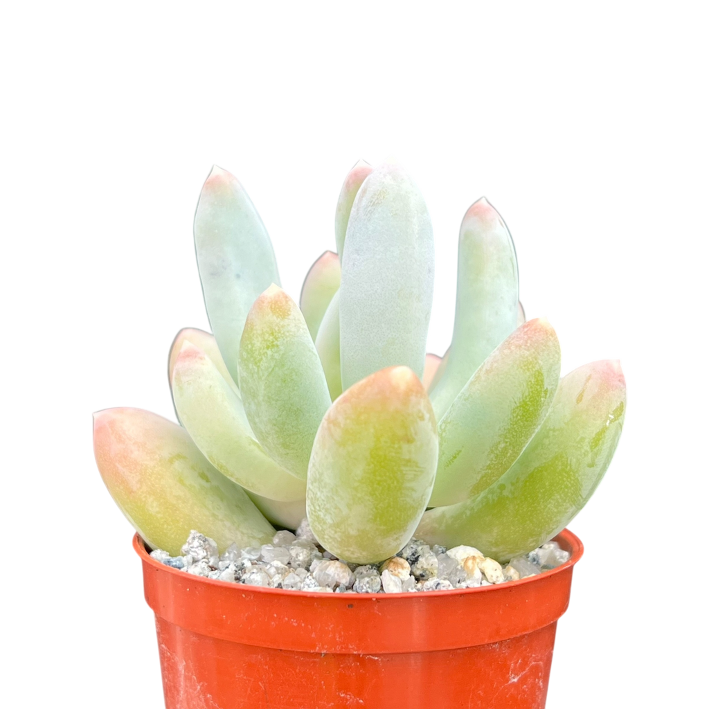 x Pachyveria 'Glossoides Glossot'