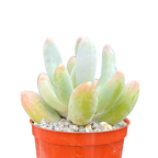 x Pachyveria 'Glossoides Glossot'