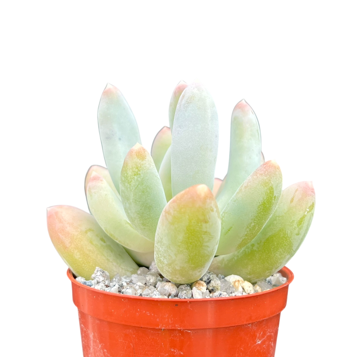 x Pachyveria 'Glossoides Glossot'