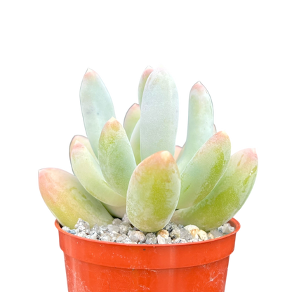 x Pachyveria 'Glossoides Glossot'