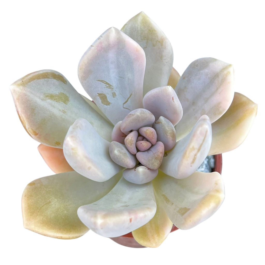 x Graptophytum 'Supreme' variegata