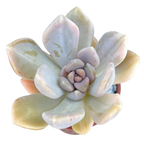 x Graptophytum 'Supreme' variegata