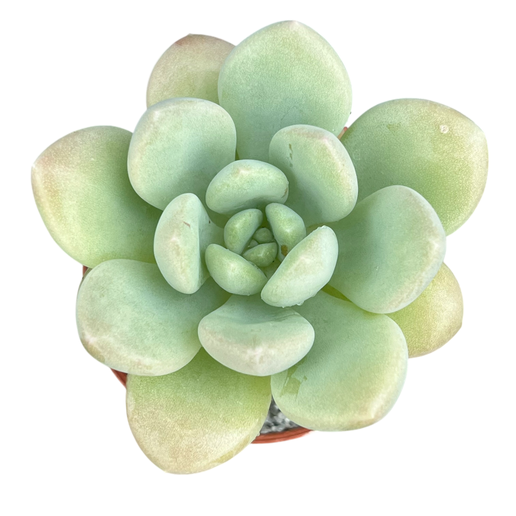 Pachyphytum 'Bubble Gum'