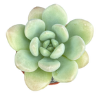 Pachyphytum 'Bubble Gum'
