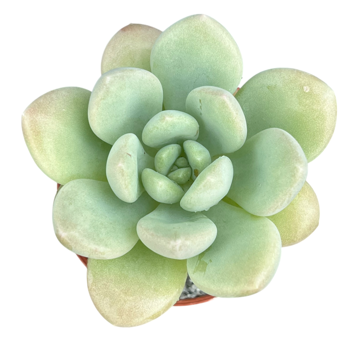 Pachyphytum 'Bubble Gum'