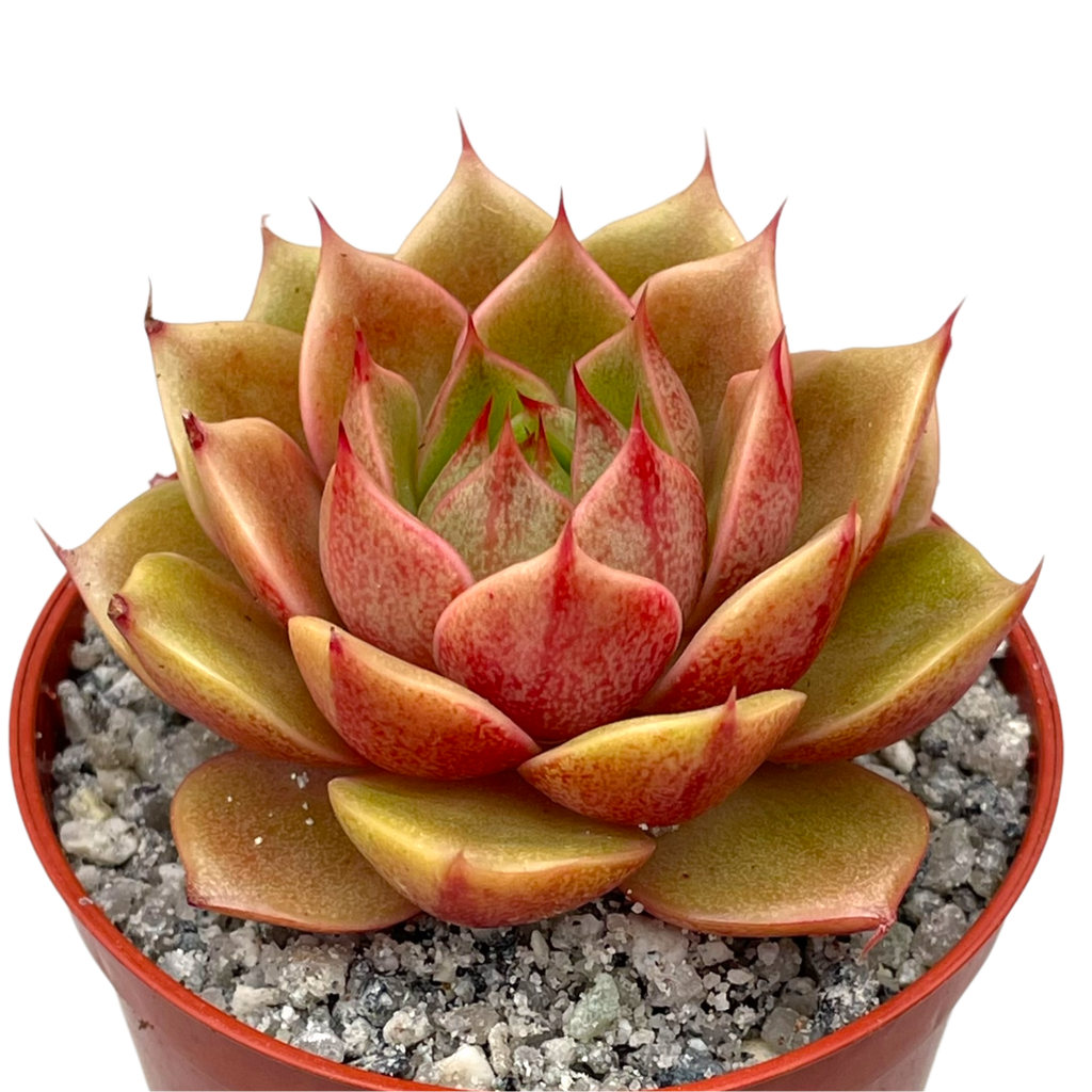 parva succulent Echeveria 'Parva' – Surreal Succulents