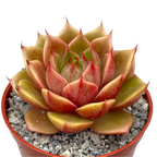 Echeveria 'Parva'