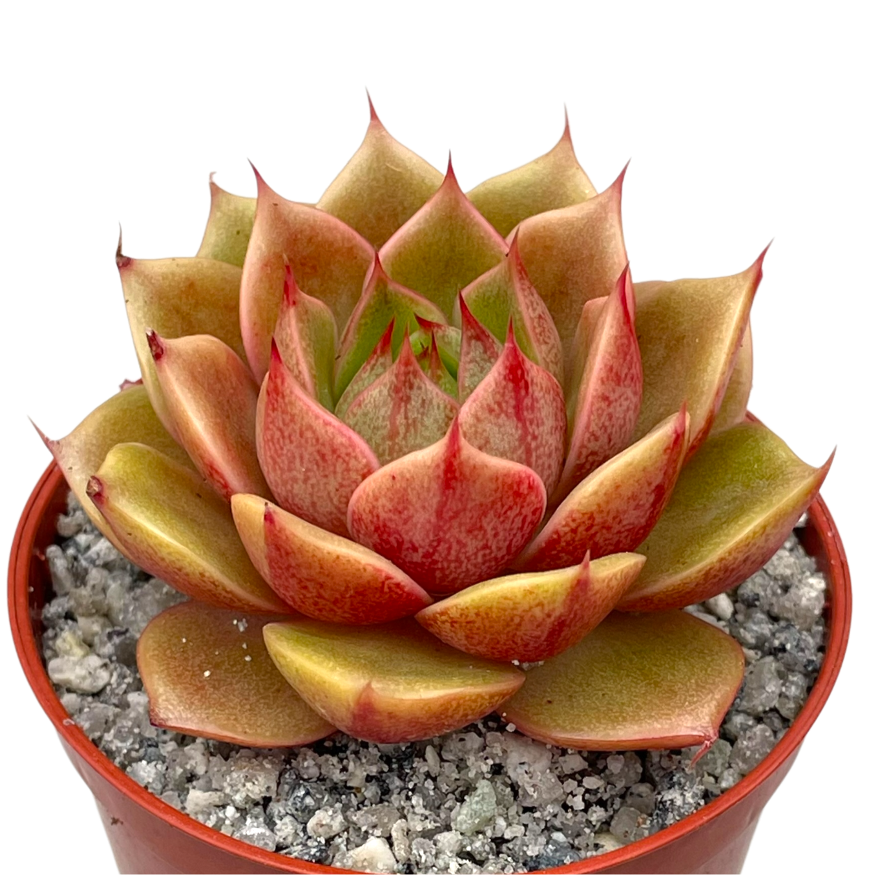 Echeveria 'Parva'