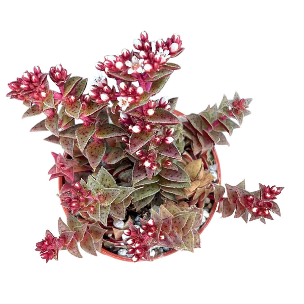 Crassula exilis ssp. cooperi