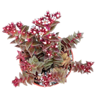 Crassula exilis ssp. cooperi