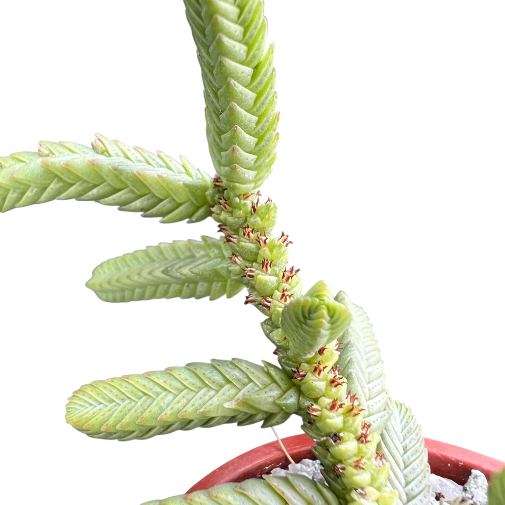 Crassula muscosa var. monstruosa