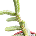 Crassula muscosa var. monstruosa