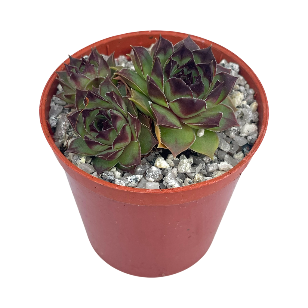 Sempervivum 'Brown Owl'