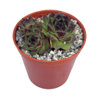 Sempervivum 'Brown Owl'