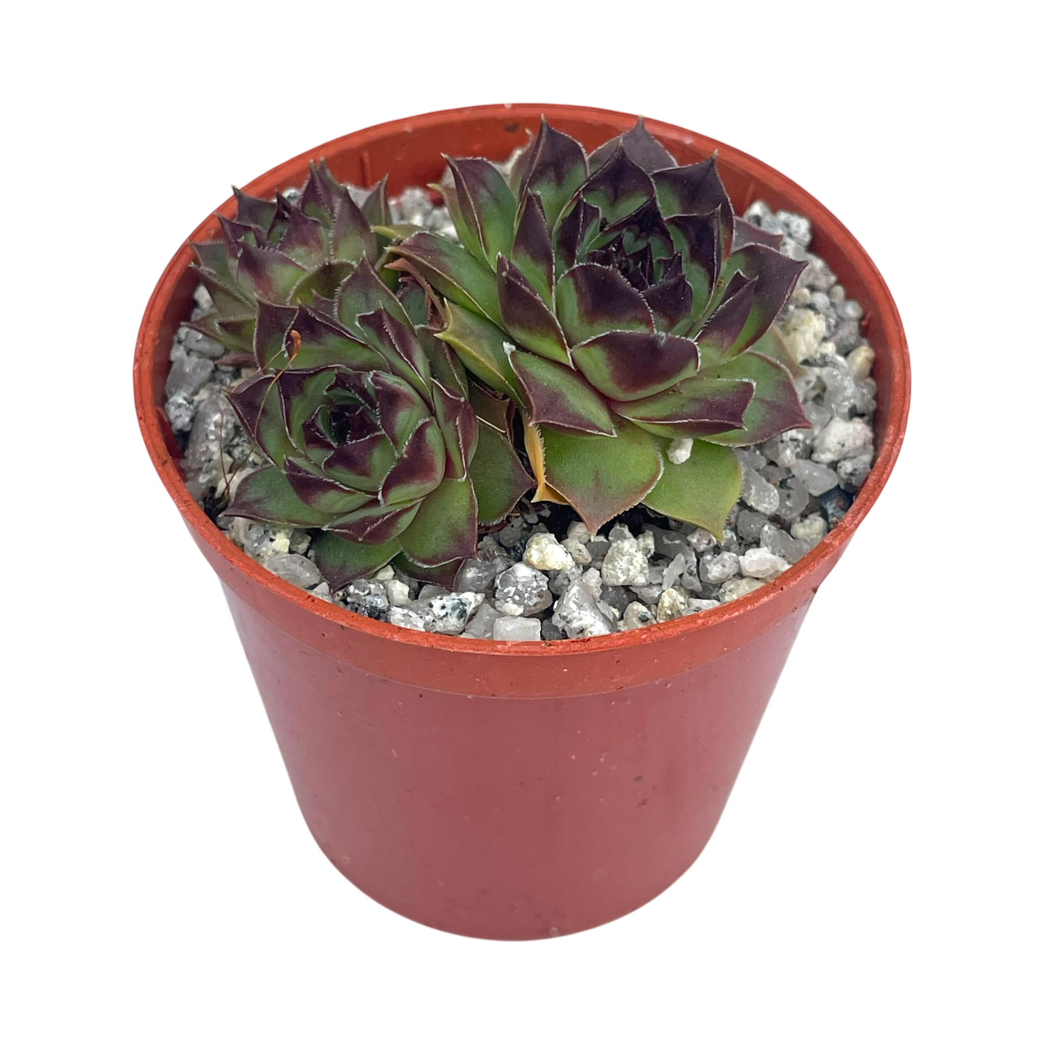 Sempervivum 'Brown Owl'