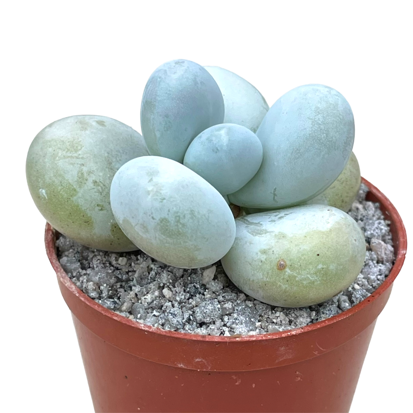 Pachyphytum oviferum 'Moonstones'