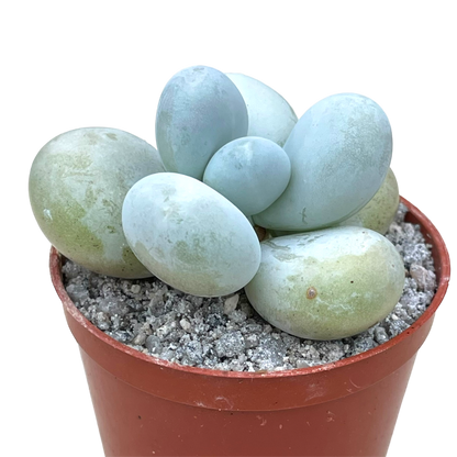 Pachyphytum oviferum 'Moonstones'