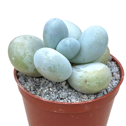Pachyphytum oviferum | Moonstones