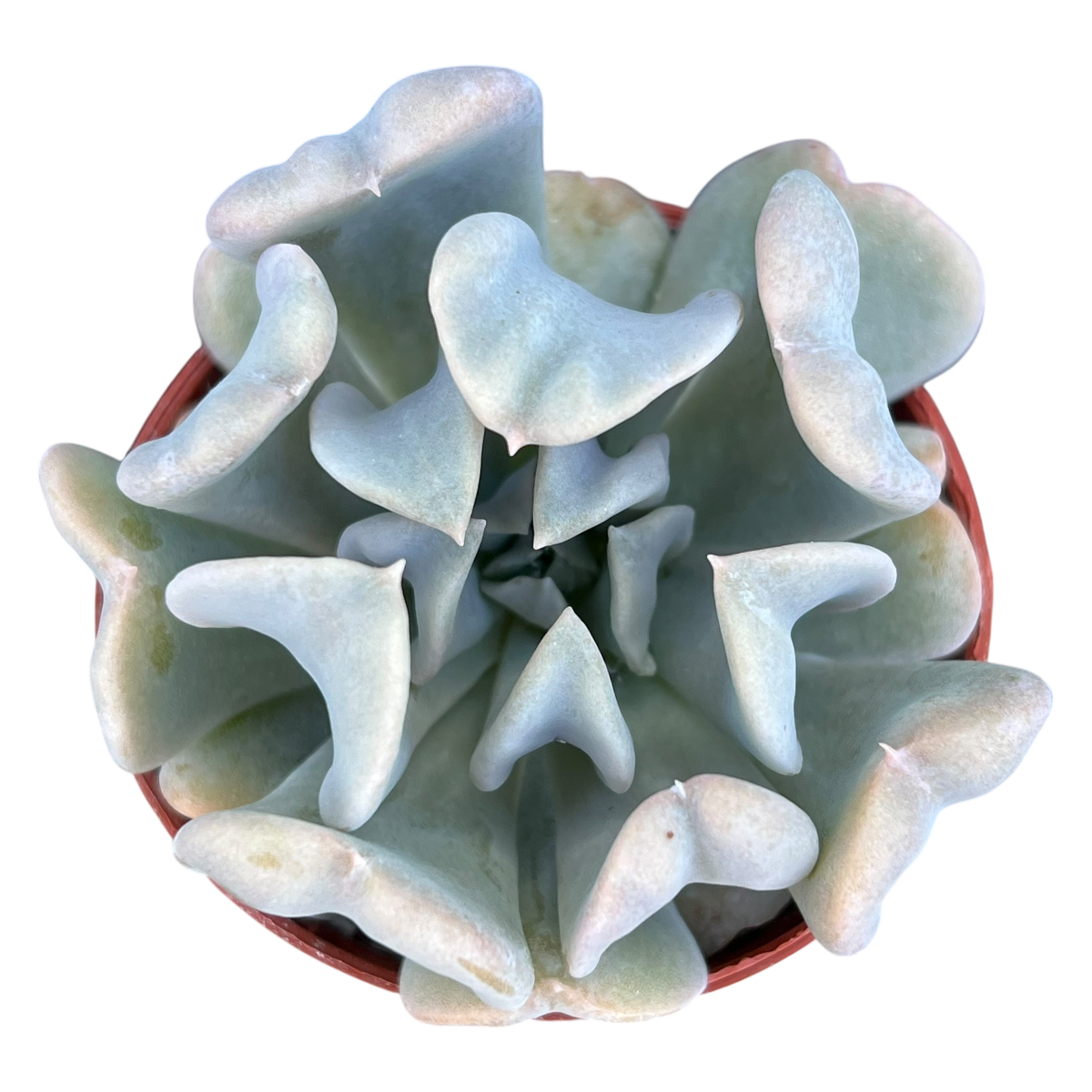 cubic frost succulent vs topsy turvy Echeveria 'Topsy Turvy' – Surreal Succulents