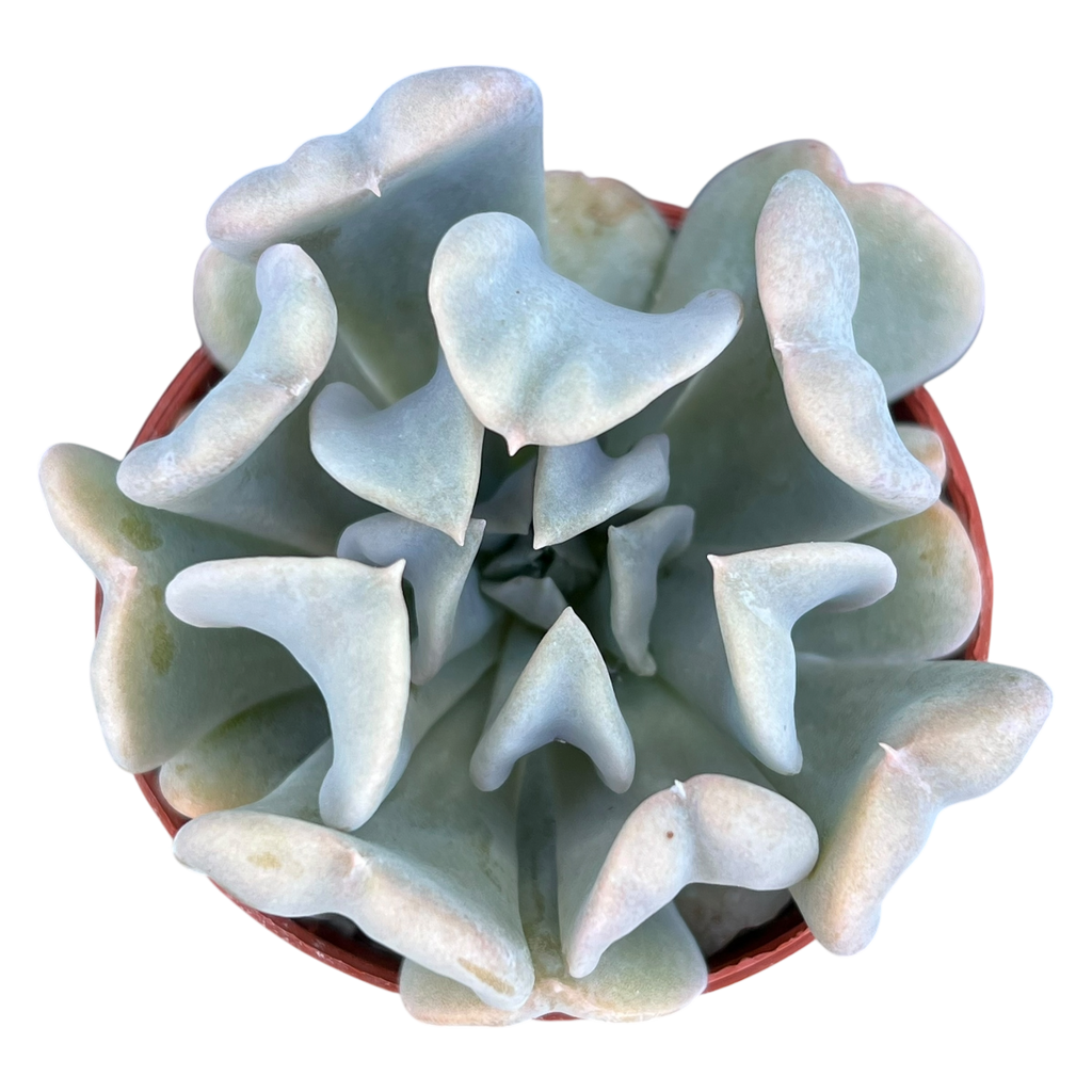 Echeveria 'Topsy Turvy'