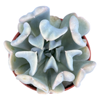 Echeveria 'Topsy Turvy'