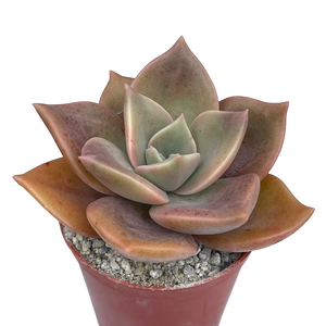 x Graptoveria 'Albert Baynes'