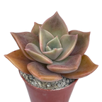 x Graptoveria 'Albert Baynes'