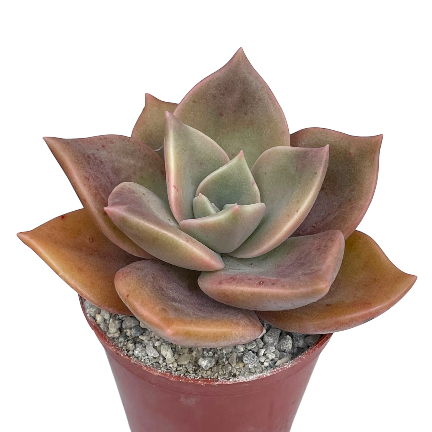 x Graptoveria 'Albert Baynes'