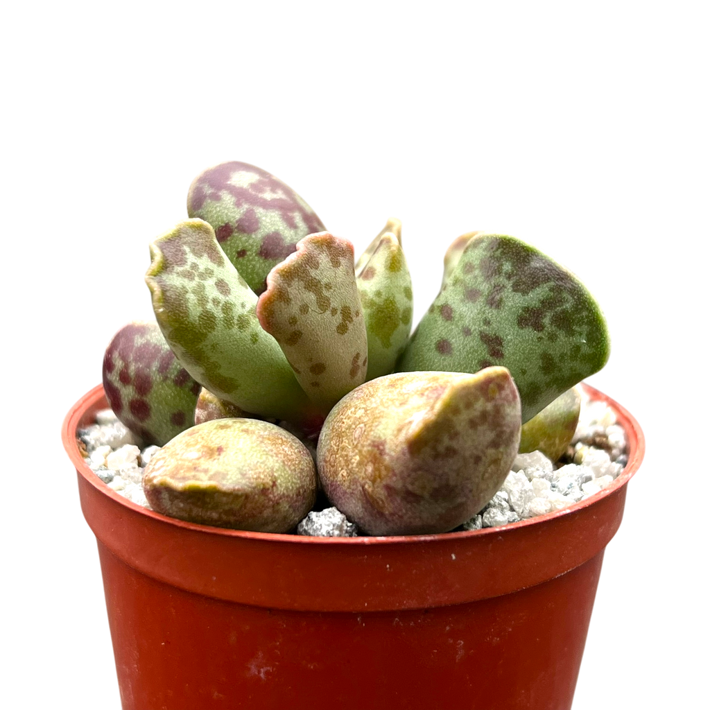 Adromischus cooperi | Plante aux œufs de pluvier