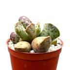 Adromischus cooperi | Plante aux œufs de pluvier
