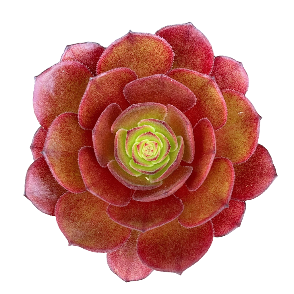 Aeonium 'Madeira Rose'