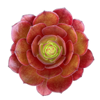 Aeonium 'Madeira Rose'