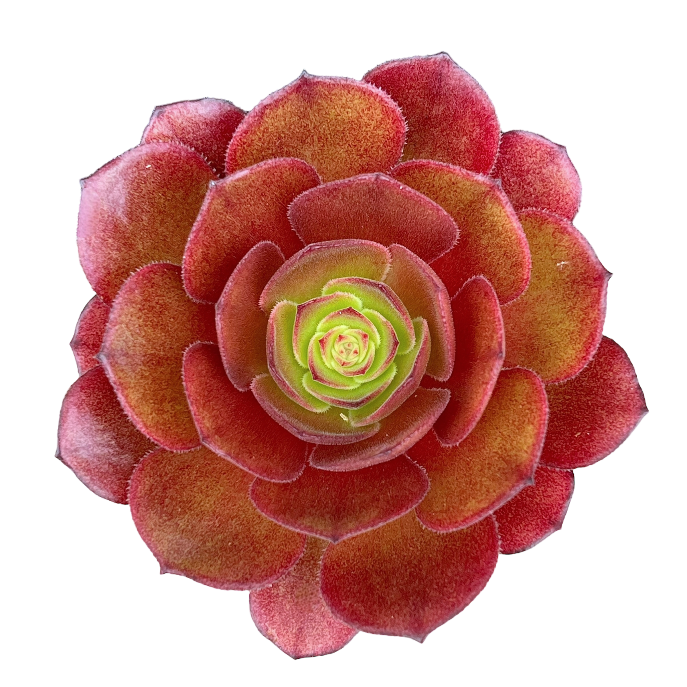 Aeonium 'Madeira Rose'