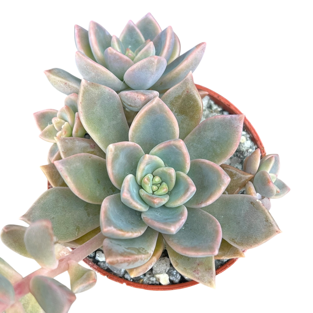 x Graptoveria 'Pik Ruza'