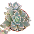 x Graptoveria 'Pik Ruza'