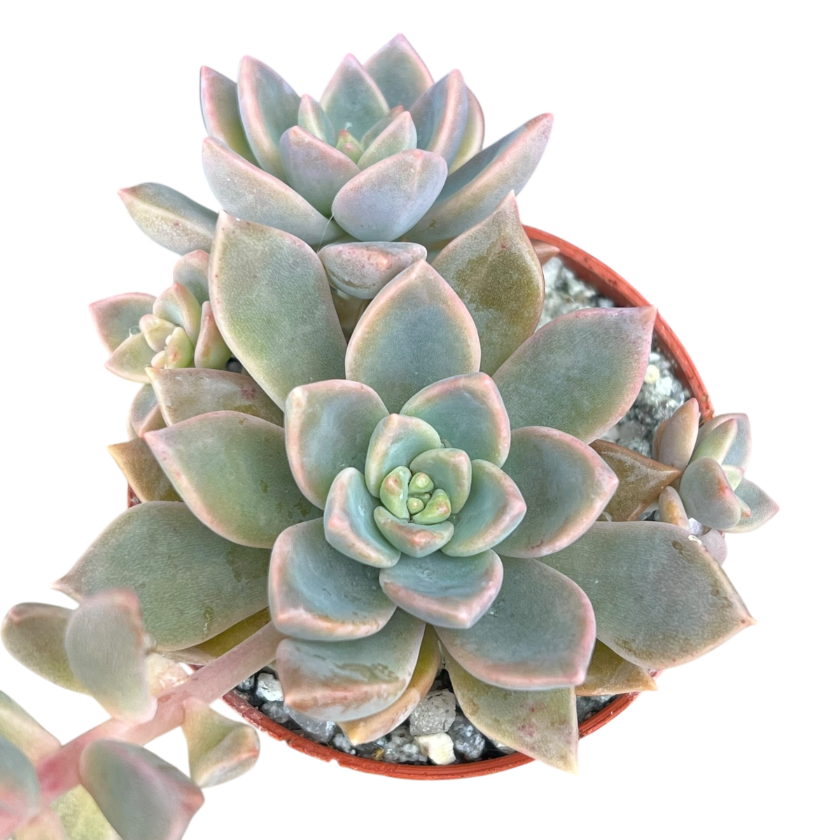 x Graptoveria 'Pik Ruza'