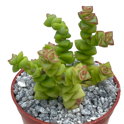 Crassula rupestris var. monticola