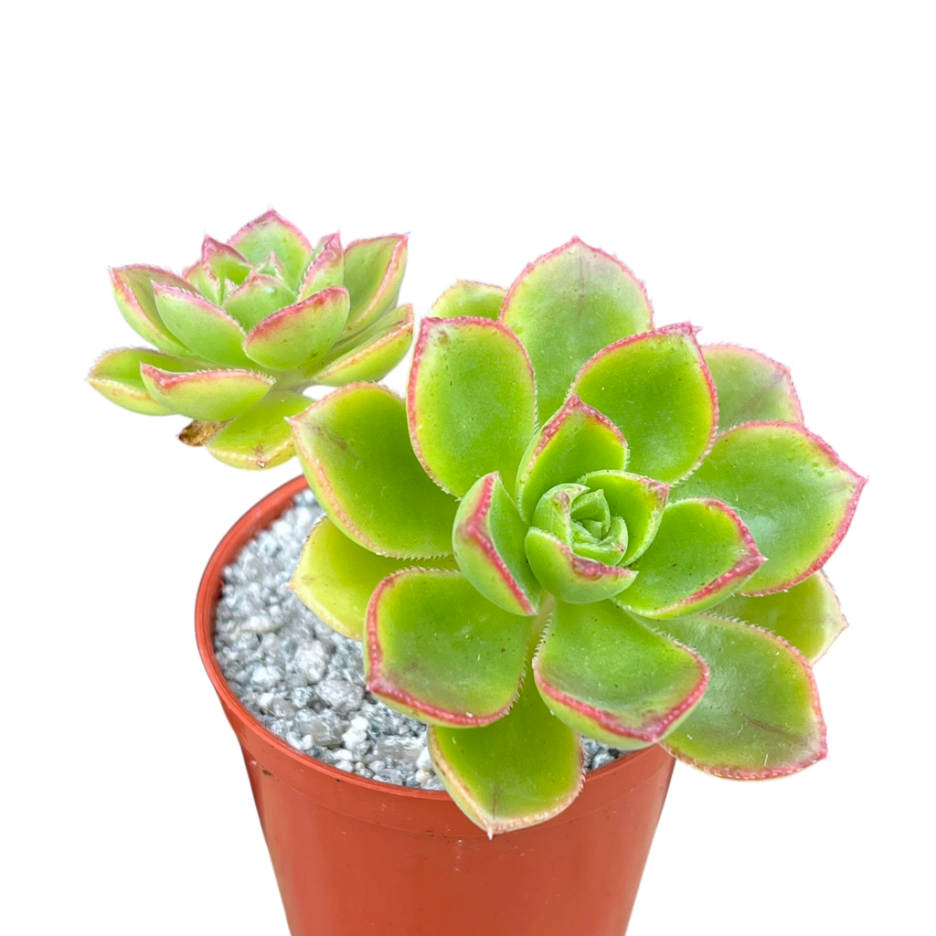 Aeonium volkerii