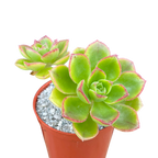Aeonium volkerii