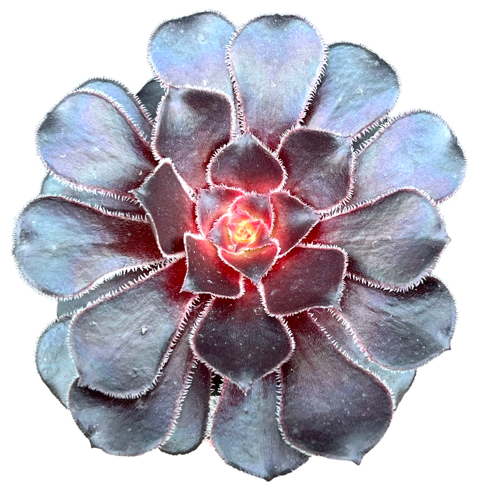 Aeonium 'Cashmere Black'