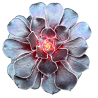 Aeonium 'Cashmere Black'